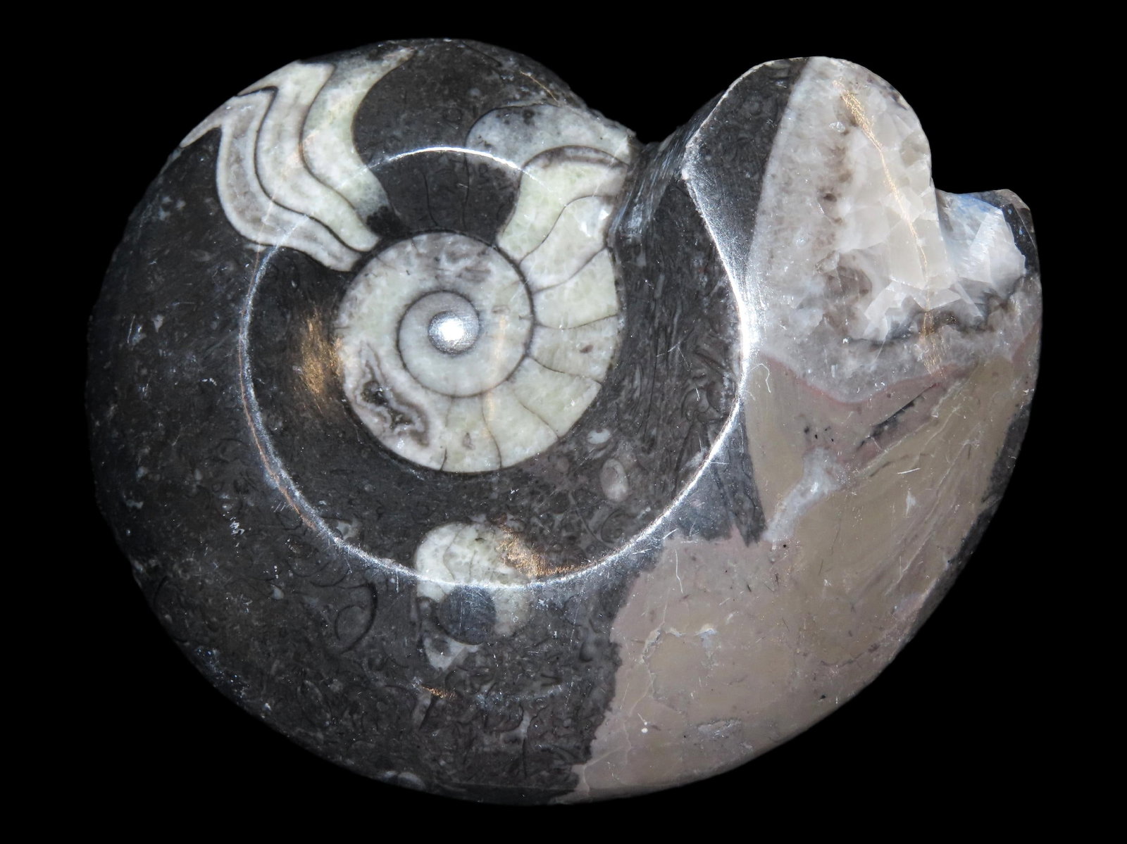 4" Ammonite Fossil (1 of 4)