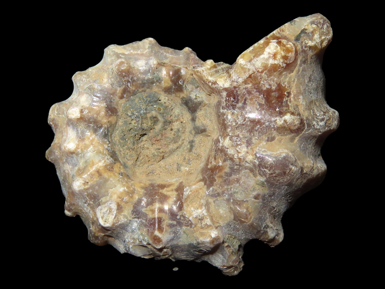 Tractor Ammonite Fossil Douvilleiceras, Mid-Late Cretaceous (1 of 4)