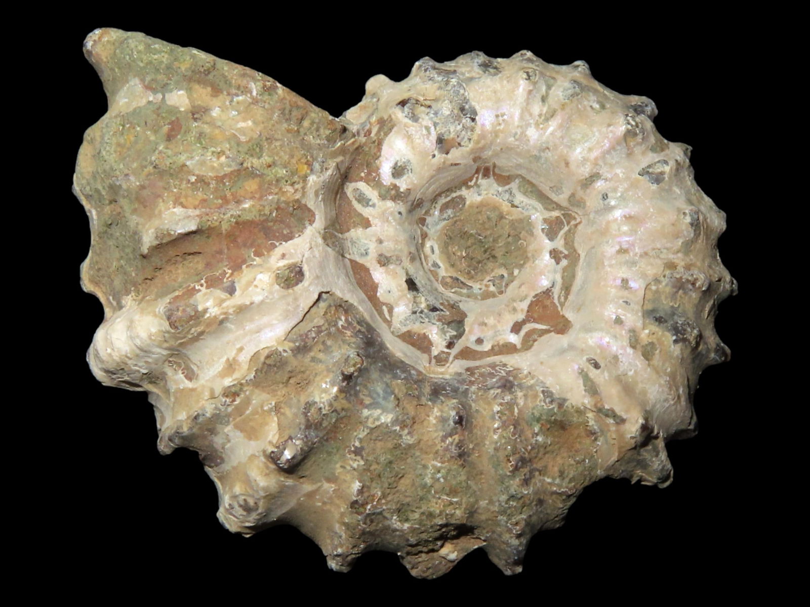 Tractor Ammonite Fossil Douvilleiceras Mid - Lake Cretaceous (1 of 4)