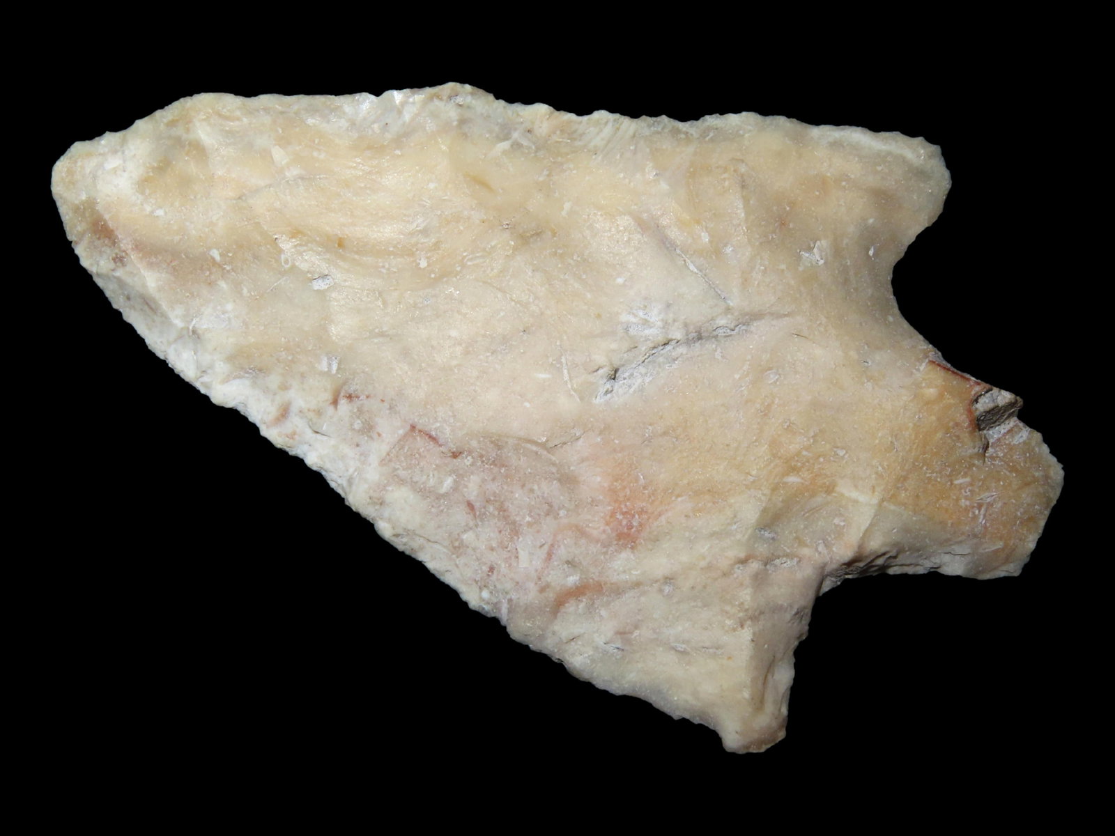 3 1/2" Newnan, Dickey COA, Found in Central Florida (1 of 6)