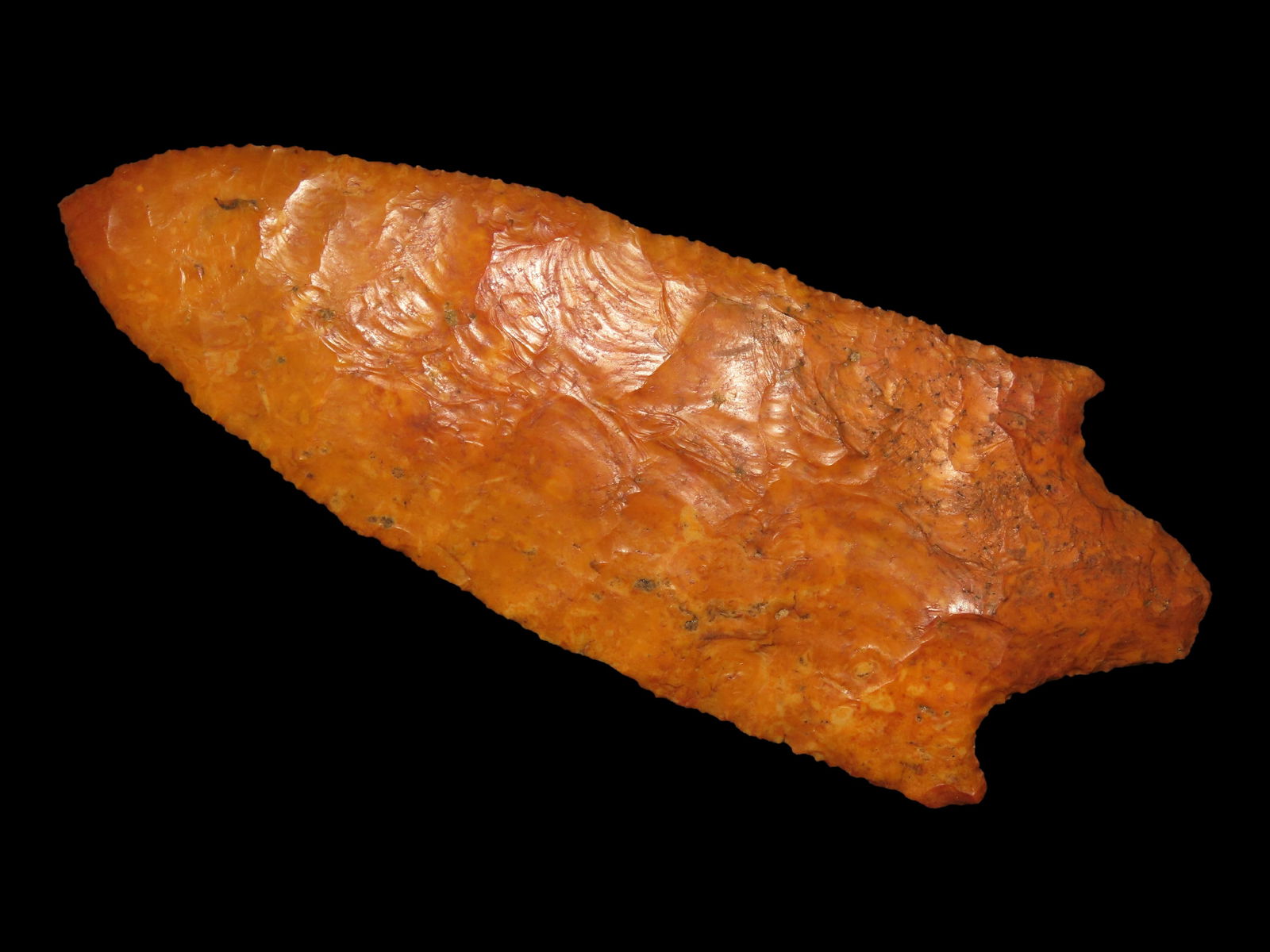 Massive 6 9/16" Newnan, Motley COA, Found in Florida (1 of 7)