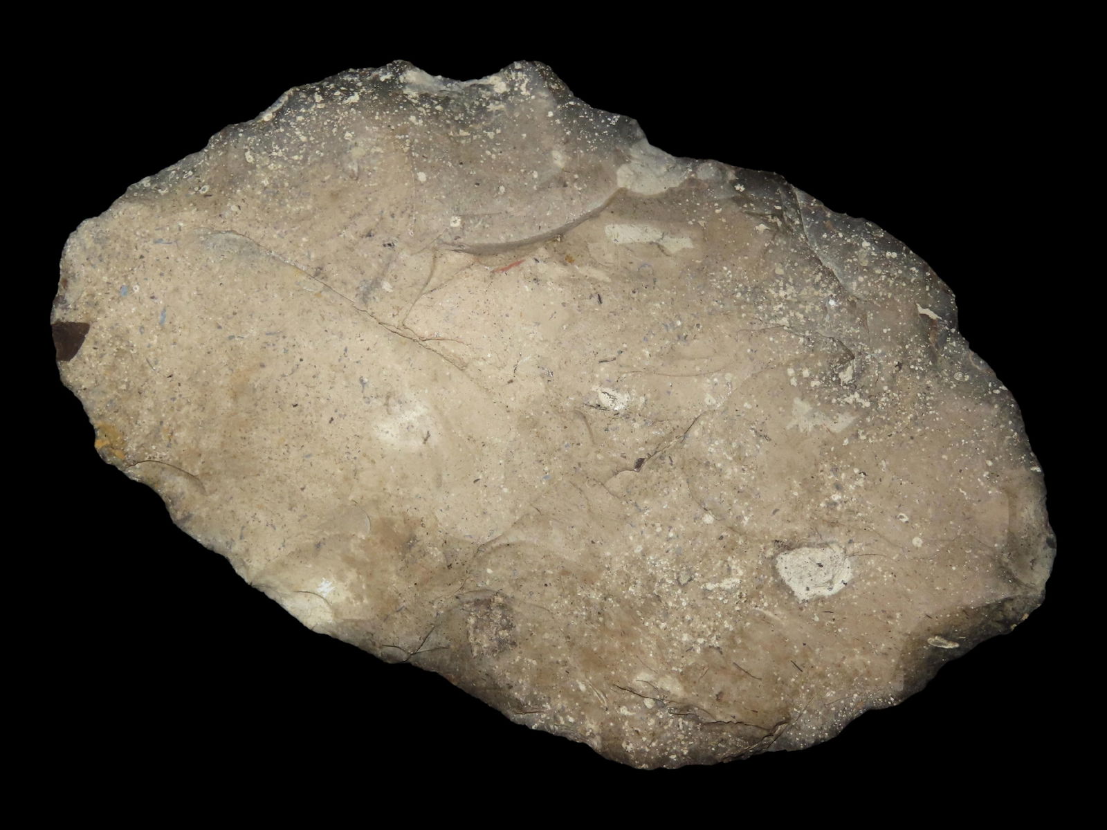 5 1/4" Paleo Knife, Motley COA, Found in Colorado (1 of 6)