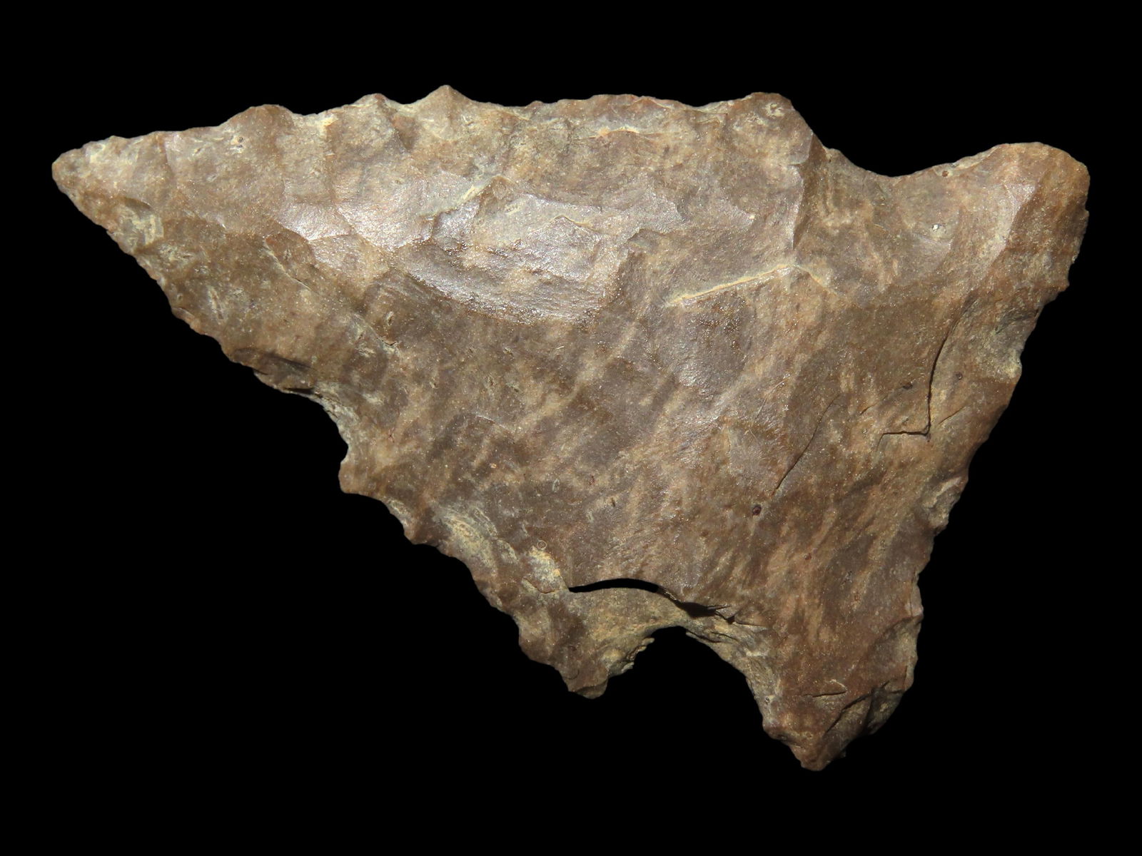 1 3/4" Dover Pine Tree, Found in Tennessee (1 of 6)