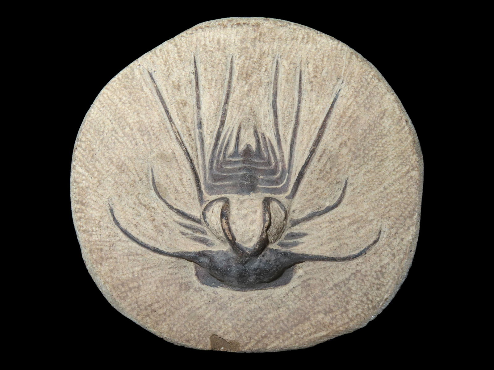 4 3/8" Trilobite Fossil: 4 3/8" Trilobite Fossil