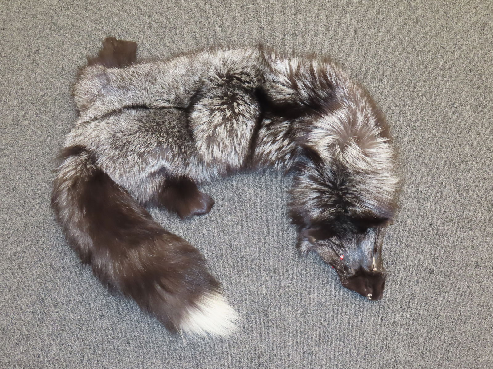 60" Silver Fox Fur, Extremely Soft, Well Tanned and Tagged: 60" Silver Fox Fur, Extremely Soft, Well Tanned and Tagged