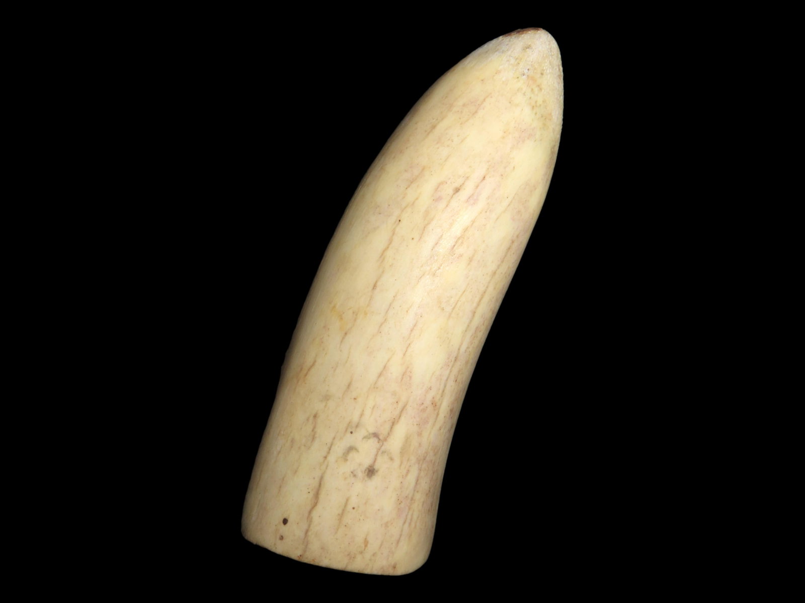 4" Eskimo Tusk Tool: 4" Eskimo Tusk Tool