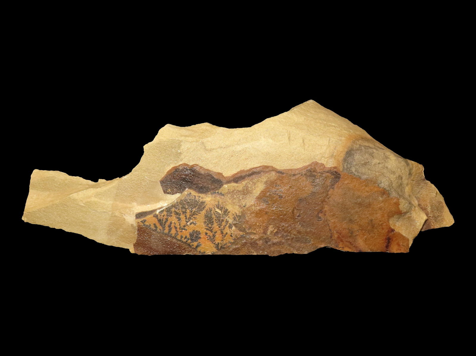 18" Fossil Formation found in the United States: 18" Fossil Formation found in the United States