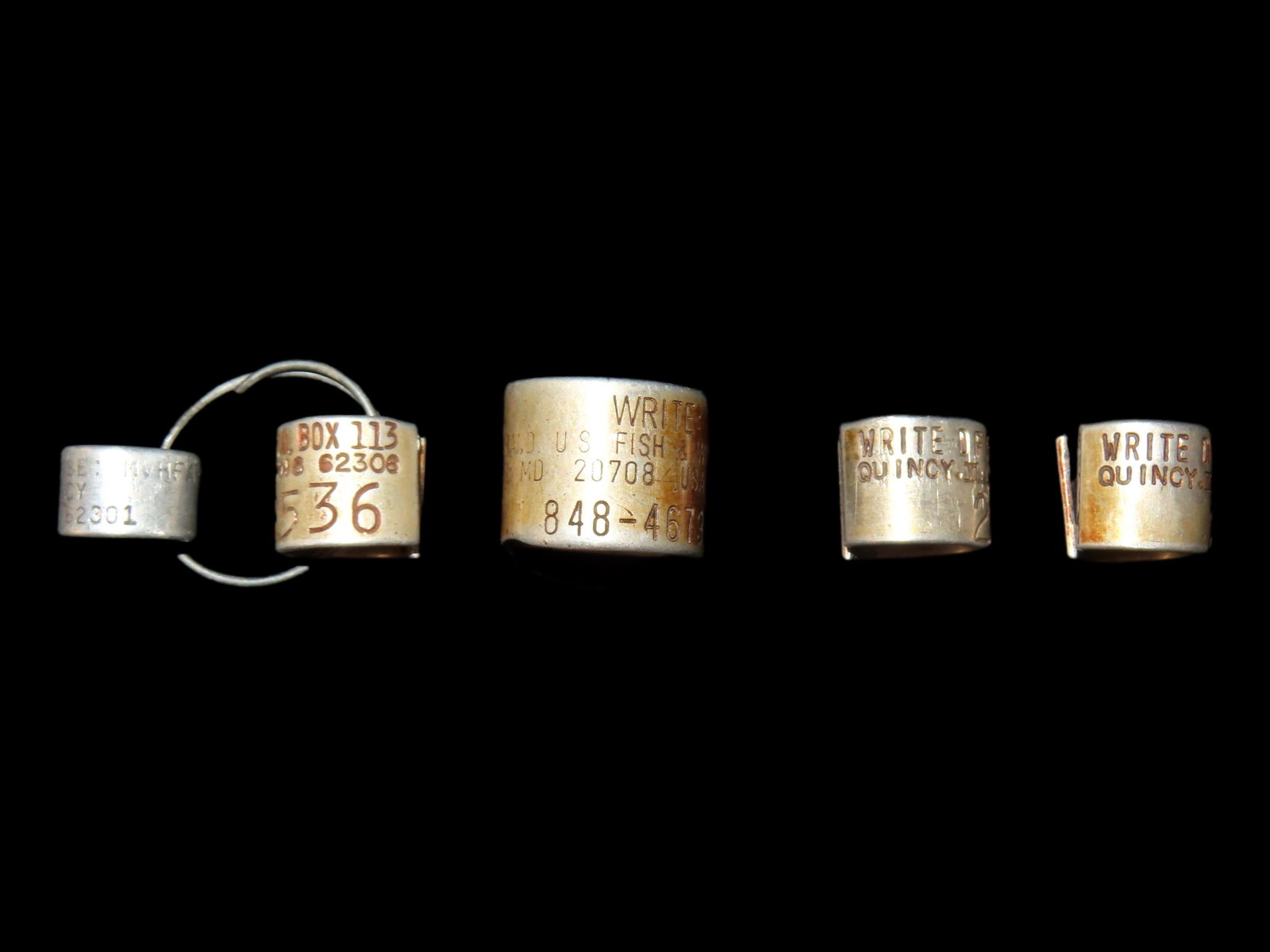 Grouping of Authentic Water Fowl Leg Bands: Grouping of Authentic Water Fowl Leg Bands