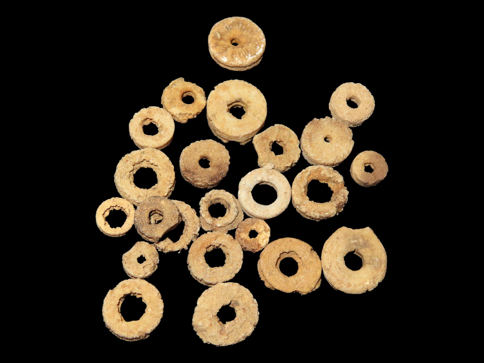 Grouping of Crinoid Fossil Beads Found in Arbela Missouri: Grouping of Crinoid Fossil Beads Found in Arbela Missouri