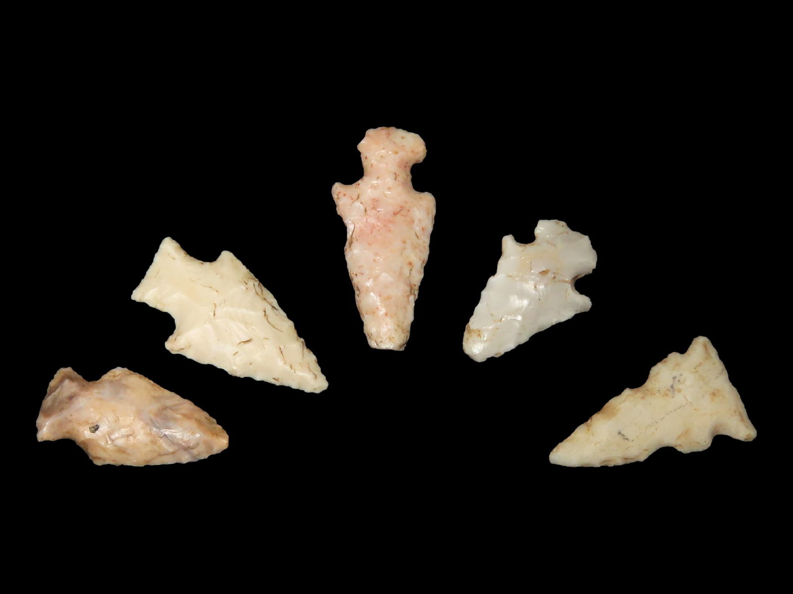 1 1/2" Pine Tree Found by Jim Fritz in Pulaski Co. Indiana (1 of 5)