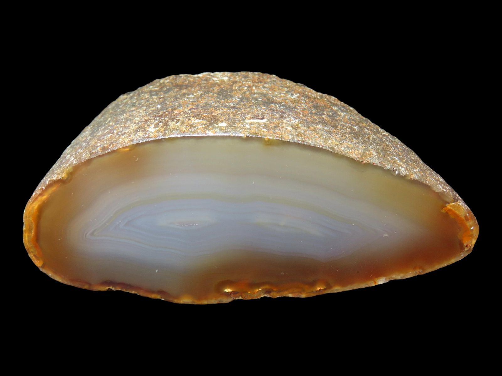 4 3/4" Polished Petrified Wood Agate, South America: 4 3/4" Polished Petrified Wood Agate, South America
