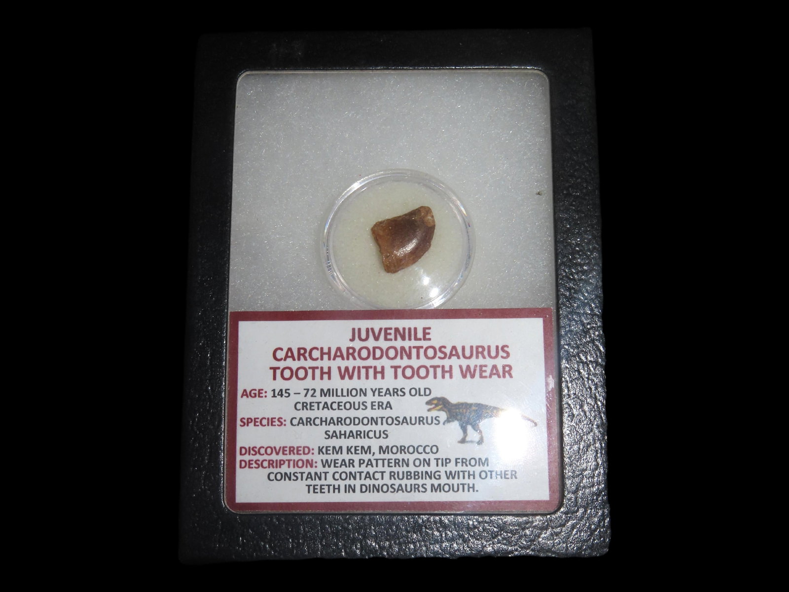 Juvenile Carcharodontosaurus Tooth with Tooth Wear, 145-72 Million Years old, Kem Kem Morocco: Juvenile Carcharodontosaurus Tooth with Tooth Wear, 145-72 Million Years old, Kem Kem Morocco