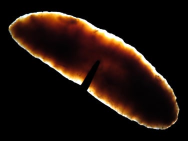 3 7/8" Paleo Crescent Knife, Travis Co. Texas, Motley COA, Highly Translucent Example, Very thin and