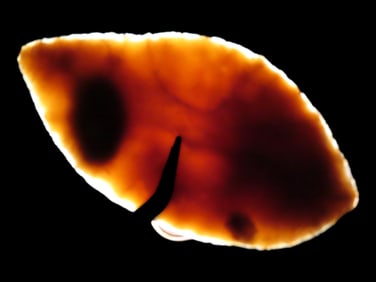 4 1/16" Early Ovoid, Gillespie County Texas, Motley COA, Very thin and well flaked example, Highly