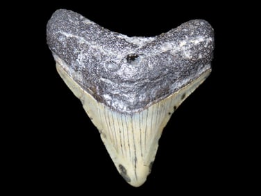 2 5/8" Rare Drilled Shark Tooth Pendant found in Florida, Nice Large Megalodon Tooth found and