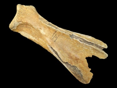 Huge 11 3/4" Buffalo/Bison Polished Bone Spade, Walworth County South Dakota, Great Use Polish, No