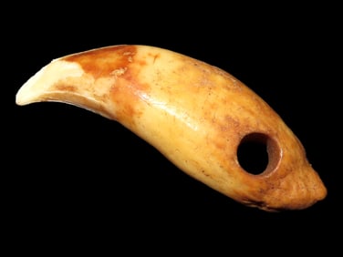 Nice Anciently Drilled Wolf Canine Tooth Pendant, Alaska, 1 3/8" long, Alaskan Eskimo Pendant /