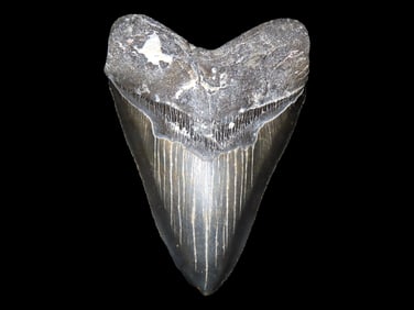 Museum Grade HUGE 5 5/8" Megalodon Shark Tooth, 2.5-23 Million Year Old Fossil found off the coast