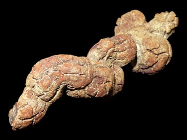 Large Dinosaur Poop Fossil, Coprolite, Appr. 100 Million Years old Fossilized Dino Dung, Great Well