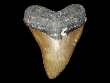 Impressive HUGE 5 3/16" Megalodon Shark Tooth, 2.5-23 Million Year Old Fossil found off the coast of