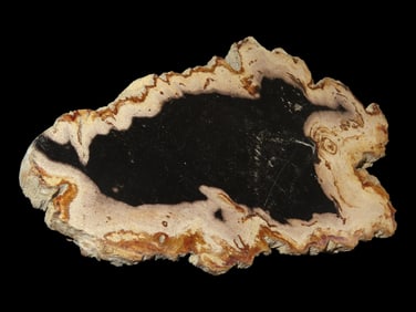 Large Colorful Polished Slab of Petrified Wood. Fully Polished on Both Sides, Shaped Like an