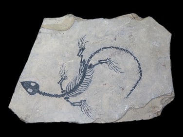 Amazing Dinosaur Keichousaurus / Nothosaur Fossil, 50-250 Million Year Old Amphibian Marine Reptile