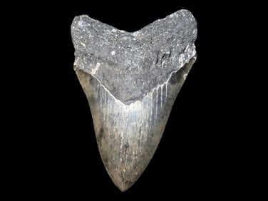 Incredible 5 7/16" MASSIVE Megalodon Shark Tooth, 2.5-23 Million Year Old Fossil found off the coast