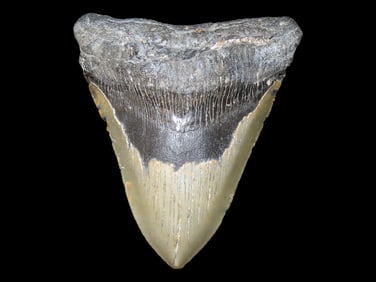Impressive 5 1/4" HUGE Megalodon Shark Tooth, 2.5-23 Million Year Old Fossil found off the coast of