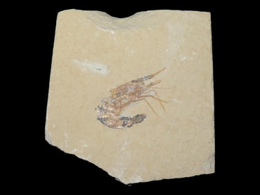 Amazing Shrimp Fossil from the Green River Formation, Wyoming, 50 Million Years Old, Very Detailed