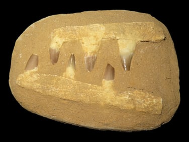 Huge Mosasaur Dinosaur Fossil Jaws in Matrix, 5-66 Million Years Old. Morocco. Paleocene to Miocene