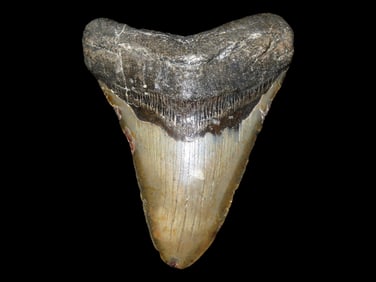 Amazing 5 1/4" MASSIVE Megalodon Shark Tooth, 2.5-23 Million Year Old Fossil found off the coast of