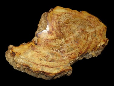 Large Colorful Polished Slab of Petrified Wood. Fully Polished on Both Sides, 10" long by 6 1/2"