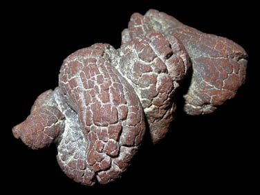 Large Dinosaur Poop Fossil, Coprolite, Appr. 100 Million Years old Fossilized Dino Dung, Great Well