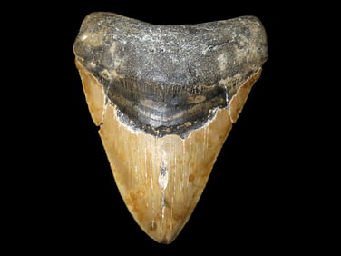 Outstanding 5 1/4" HUGE Megalodon Shark Tooth, 2.5-23 Million Year Old Fossil found off the coast of