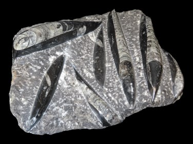 HUGE 12 1/2" Polished Orthoceras Fossil Plate. Amazing Display Specimen. 200-500 Million Years Old,