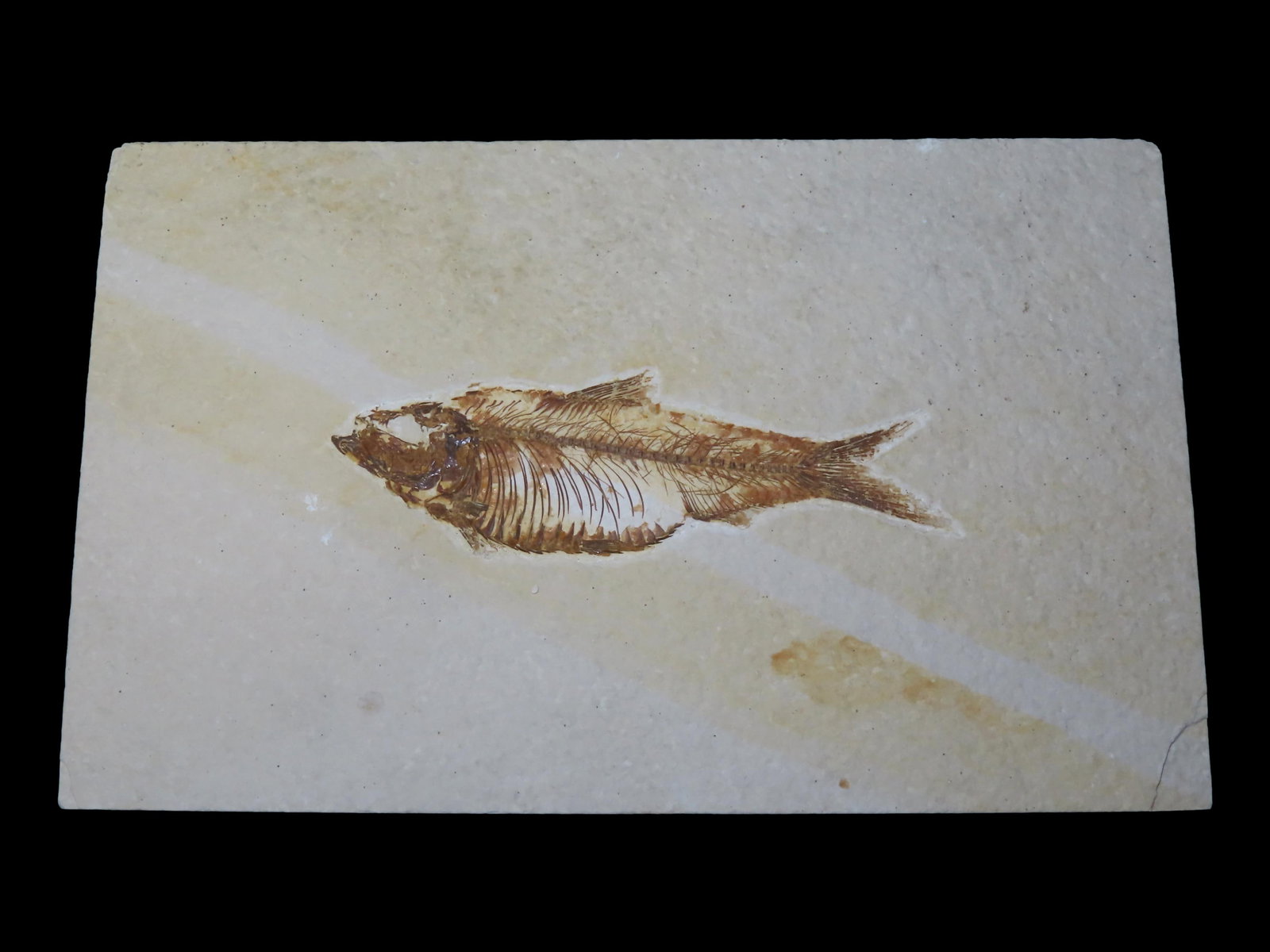 Impressive large Detailed Fish Fossil (Diplomystus) from the Green River Formation in Wyoming, 50 (1 of 8)