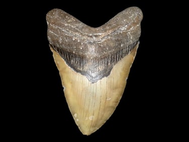 Impressive 5 1/8" MASSIVE Megalodon Shark Tooth, 2.5-23 Million Year Old Fossil found off the coast