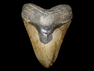 Amazing 5" HUGE Megalodon Shark Tooth, 2.5-23 Million Year Old Fossil found off the coast of the