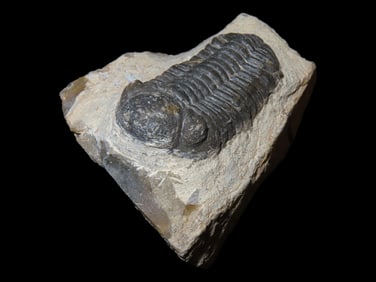 Amazing Quality Trilobite in Matrix, Very Well Preserved & Highly Detailed Example. 300-500 Million