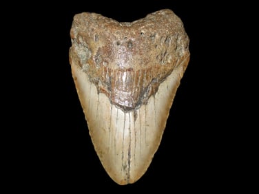 Outstanding 5" MASSIVE Megalodon Shark Tooth, 2.5-23 Million Year Old Fossil found off the coast of