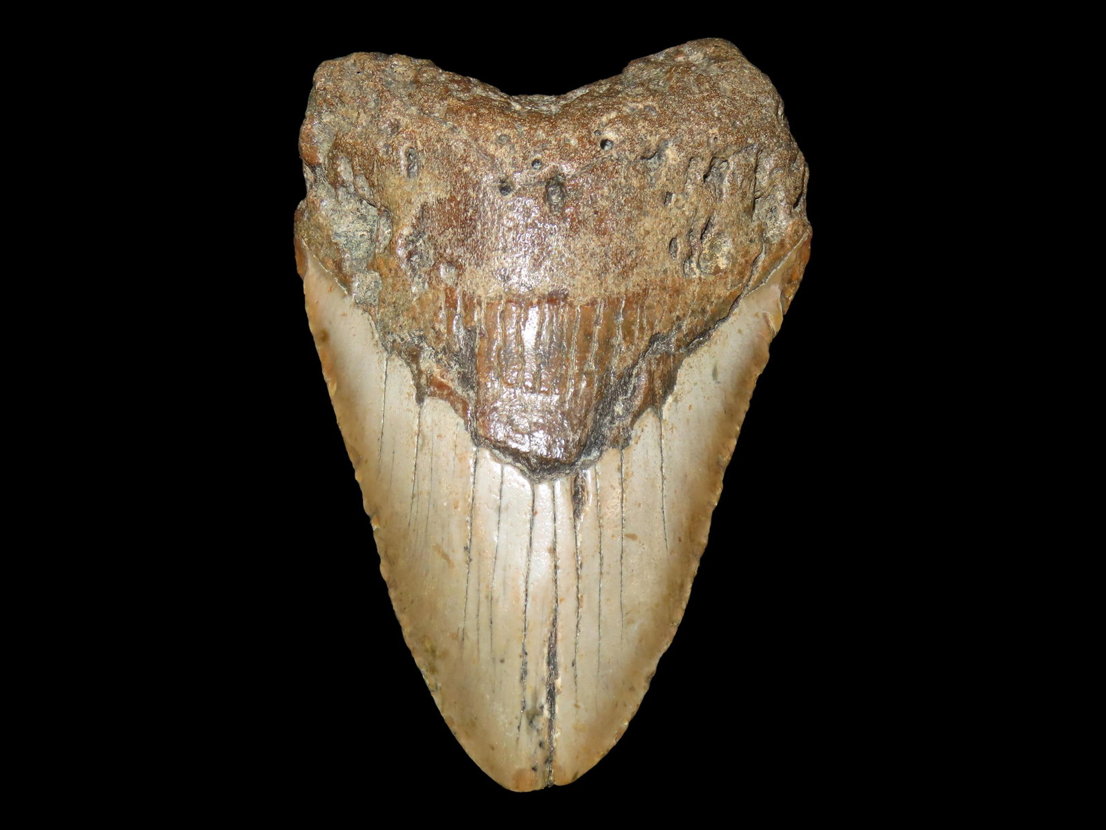 Outstanding 5" MASSIVE Megalodon Shark Tooth, 2.5-23 Million Year Old Fossil found off the coast of: Outstanding 5" MASSIVE Megalodon Shark Tooth, 2.5-23 Million Year Old Fossil found off the coast of the Carolinas. No Repair, No Resto, No Polishing. Super Example!