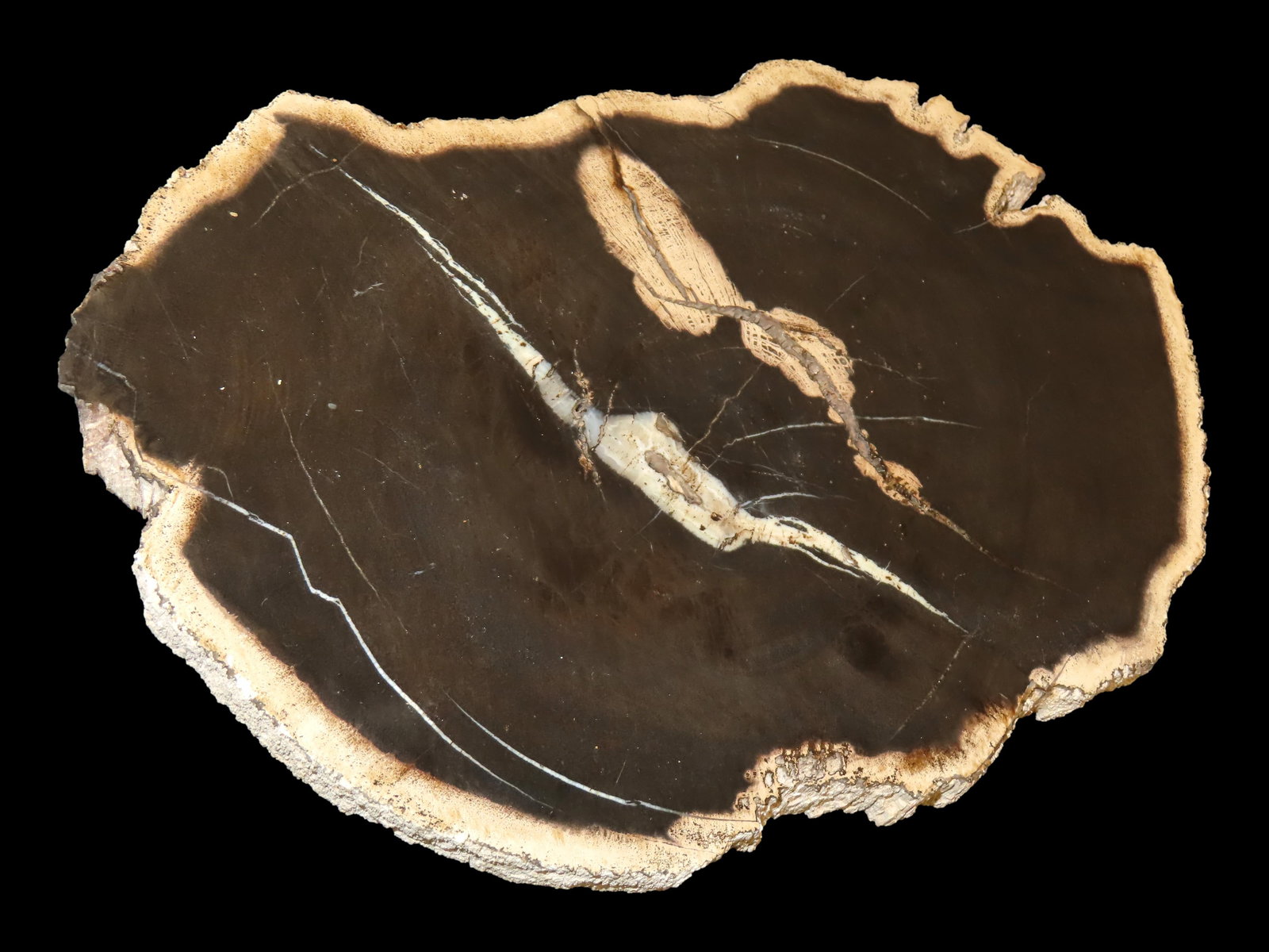 Large Colorful Polished Slab of Petrified Wood. Fully Polished on Both Sides, 10" long by 6 1/2" (1 of 6)
