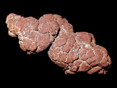Large Dinosaur Poop Fossil, Coprolite, Appr. 100 Million Years old Fossilized Dino Dung, Great Well