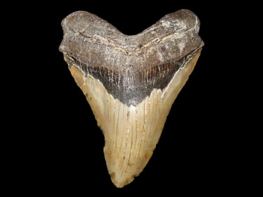 MASSIVE 4 15/16" Megalodon Shark Tooth, 2.5-23 Million Year Old Fossil found off the coast of the