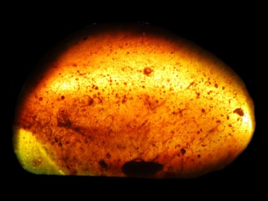 Fossil Amber with Encased Insect, Nice Large Specimen with Easily Visible Bug. 100 Million Years