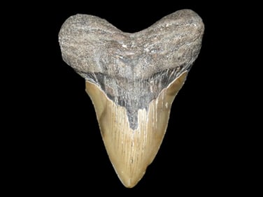 HUGE 4 5/8" Megalodon Shark Tooth, 2.5-23 Million Year Old Fossil found off the coast of the