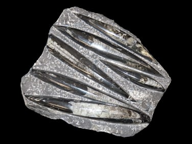 HUGE 10" Polished Orthoceras Fossil Plate. Amazing Display Specimen. 200-500 Million Years Old,