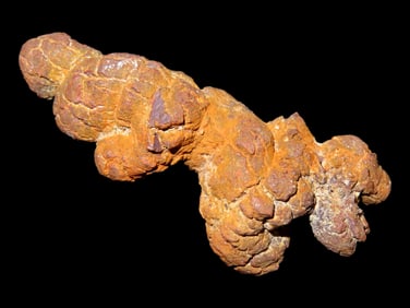 Large Dinosaur Poop Fossil, Coprolite, Appr. 100 Million Years old Fossilized Dino Dung, Great Well