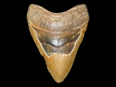 HUGE 4 11/16" Megalodon Shark Tooth, 2.5-23 Million Year Old Fossil found off the coast of the