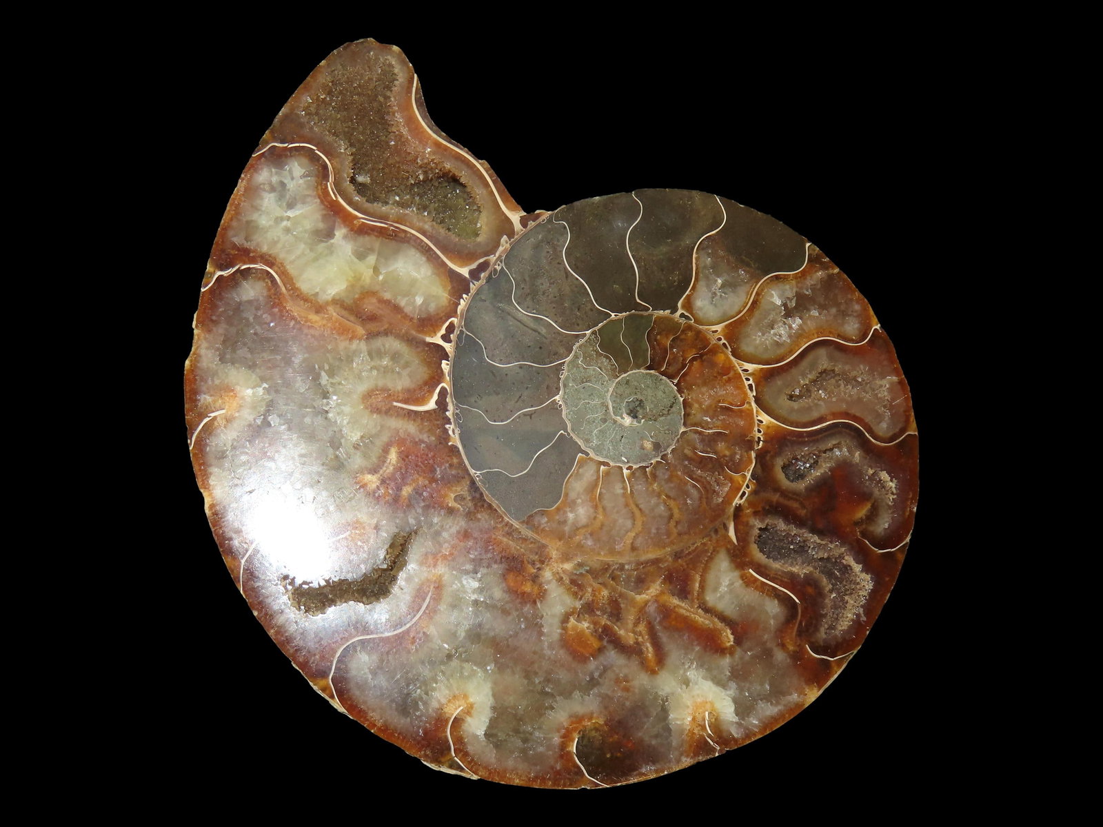 Huge 5 1/8" Cut Ammonite Fossil, Amazing Colors, Highly Polished Example. (1 of 9)